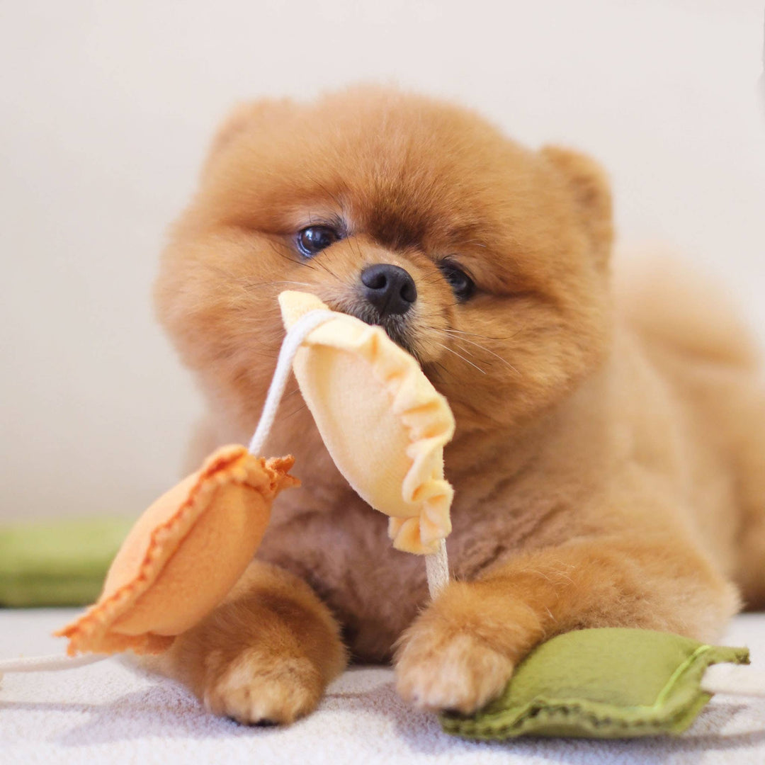 Pups & Bubs - Ravioli-Nasenarbeitsspielzeug mit Quietscher und Raschelgeräusch