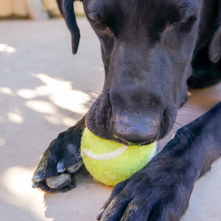 Friendsheep – Tennis-Wollball Spielzeug (2er-Set) – Türkis & Grün