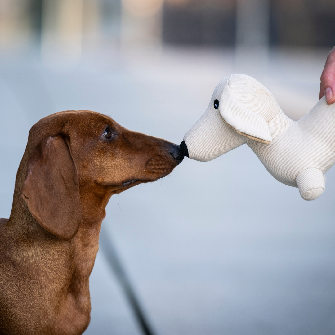 Hundespielzeug „Dackel Pepe“ | 2 Größen | Denim-Style