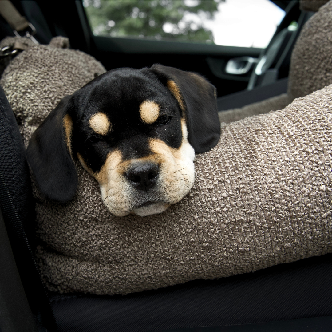 Staey - Tova 2-in-1-Autositz | Kastanien-Bouclé