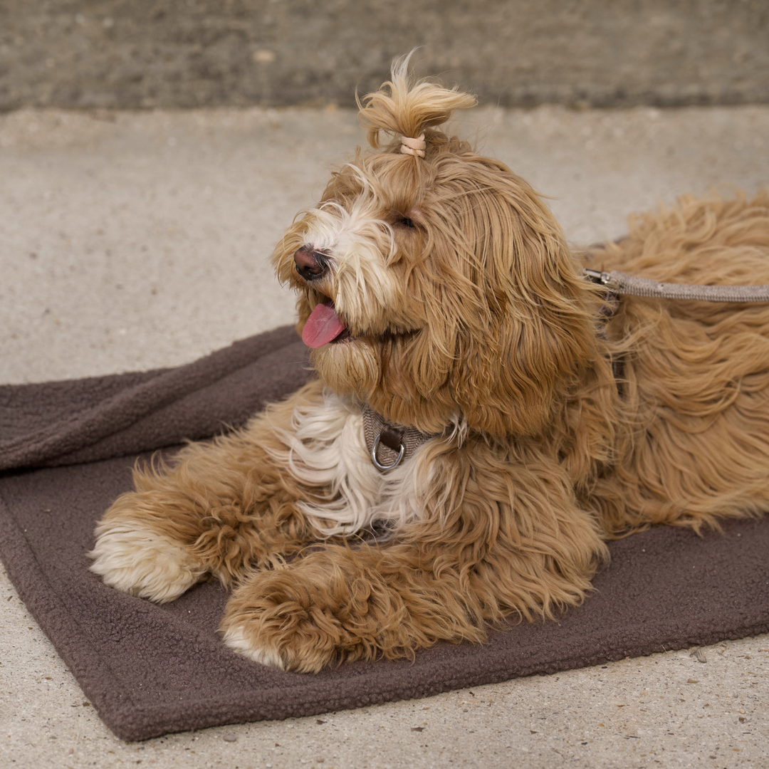 Staey - Clara Hundedecke | Limitierte Auflage